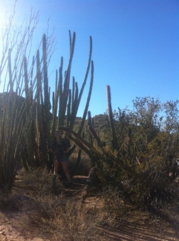 Senita + Sagauro + Organ Pipe, Organ Pipe Cactus National Monument